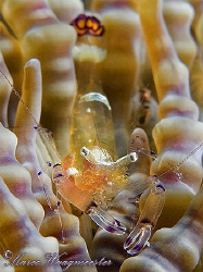 Periclimenes Shrimp on it's host anemone - Puri Jati, Bal... by Marco Waagmeester 